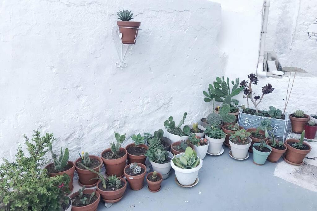 Little Cactus Villa Szérifosz Kültér fotó